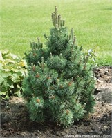 Колумбо (Pinus mugo Columbo) 3344