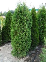 Колумна (Thuja occidentalis Columna) 3345