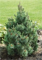 Колумнарис (Pinus mugo Columnaris) 3348