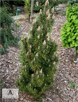 Комет (Pinus nigra Komet) 3350
