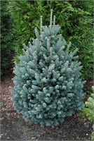 Компакта (Abies lasiocarpa Compacta) 3353