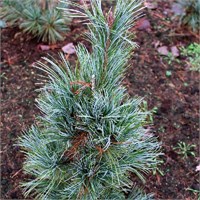 Компакта Глаука (Pinus peuce Compacta Glauca) 3357