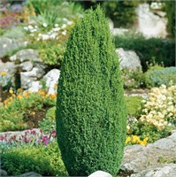 Компресса (Juniperus communis Compressa) 3360