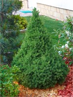 Коника (Picea glauca Conica) 3362
