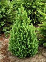 Коника Декабрь (Picea glauca Conica December) 3364