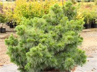Коннектикут Слейт (Pinus strobus Connecticut Slate) 3367
