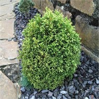 Кразнал (Thuja occidentalis Kraznal) 3379