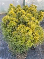 Ксавери (Pinus sylvestris Xawery) 3382