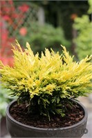 Лайм Глоу (Juniperus horizontalis Limeglow) 3390