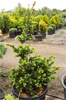 Лаки Страйк (Picea abies Lucky Strike) 3398