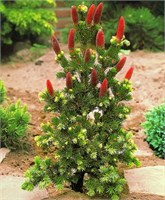 Лаки Страйк (Picea pungens Lucky Strike) 3399