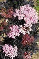 Лейсед Ап (Sambucus nigra Laced Up) 3404