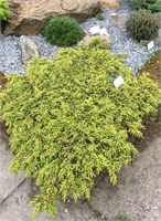 Лемон Карпет (Juniperus communis Lemon Carpet) 3408