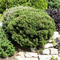 Лилипут (Pinus mugo Lilliput) 3413