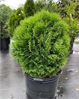Литл Гиант (Thuja occidentalis Little Giant) 3419