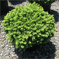 Литл Джем (Picea abies Little Gem) 3425
