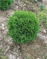 Литл Джем (Thuja occidentalis Little Gem) 3426