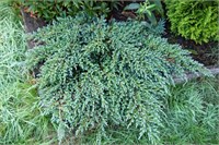 Литтл Джоанна (Juniperus squamata Little Joanna) 3431