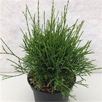 Литтл Филли (Thuja occidentalis Little Filly) 3438