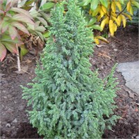 Лодери (Juniperus pingii Loderi) 3446