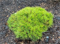 Лоу Глоу (Pinus densiflora Low Glow) 3448