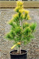 Лоуи (Pinus strobus Louie) 3452