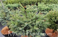 Мади (Picea mariana Madie) 3460