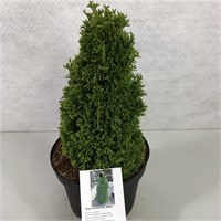 Макс (Thuja occidentalis Maks) 3467
