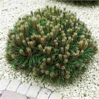 Мария Брегеон (Pinus nigra Marie Bregeon) 3478
