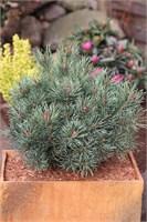 Мартам (Pinus sylvestris Martham) 3483