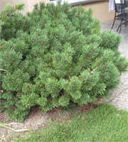 Марч (Pinus mugo March) 3486