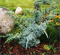 Мейери (Juniperus squamata Meyeri) 3493