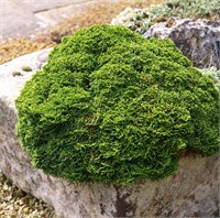 Минима (Chamaecyparis obtusa Minima) 3504