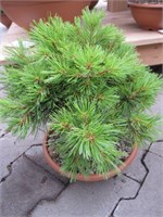 Минима (Pinus strobus Minima) 3506