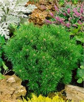 Минимопс (Pinus mugo Minimops) 3507