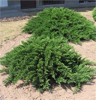 Минт Джулеп (Juniperus pfitzeriana Mint Julep) 3510
