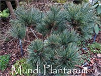 Минто (Pinus strobus Minto) 3516