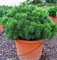 Мопс (Pinus mugo Mops) 3531
