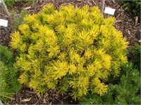 Мопс Голд (Pinus mugo Mops Gold) 3533