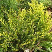 Мордиган Голд (Juniperus pfitzeriana Mordigan Gold) 3534