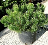 Мугус (Pinus mugo mughus) 3546