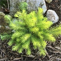 Мэджик Голд (Larix kaempferi Magic Gold) 3554