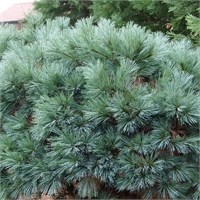 Мэри Батлер (Pinus strobus Mary Butler) 3581