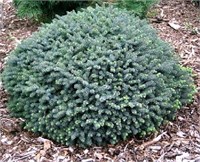 Нана (Picea mariana Nana) 3590
