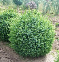 Нана (Picea omorika Nana) 3593