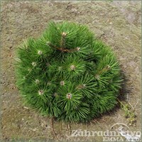 Нана (Pinus nigra Nana) 3595