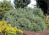Нана (Pinus strobus Nana) 3596