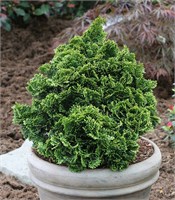 Нана Грацилис (Chamaecyparis obtusa Nana Gracilis) 3602