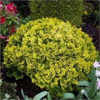 Нана Грацилис Ауреа (Chamaecyparis obtusa Nana Gracilis Aurea) 3606