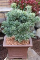 Негиши (Pinus parviflora Negishi) 3610